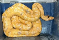 Rescatada anaconda albina en el Meta