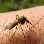 Un habitante de calle murió tras contraer malaria en Armenia