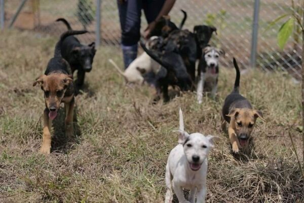 ¡Pelulandia! el nuevo Hospital Público Veterinario de Pereira con sede en Ukumarí