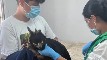 Águila real de montaña herida fue rescatada en San Agustín, Huila