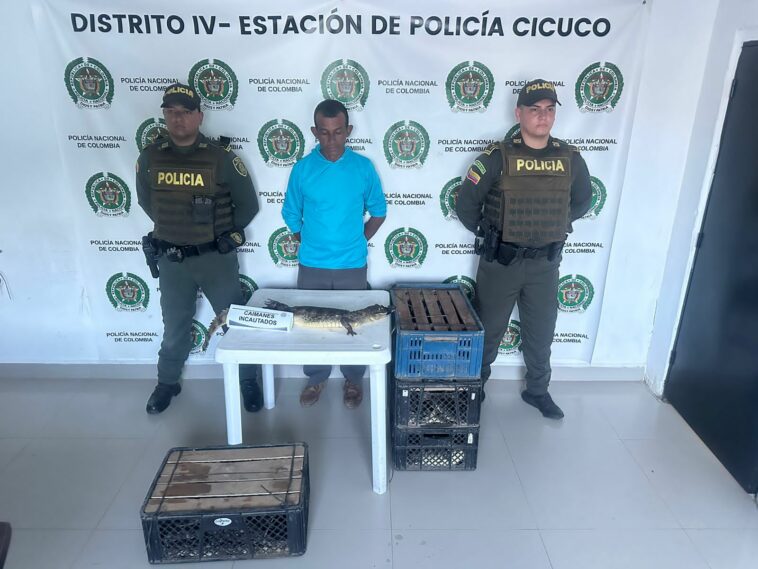 CAZA INDISCRIMINADA | Cayó hombre con 711 babillas vivas en Bolívar.