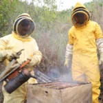 Campesinos se asociaron para preservar las abejas