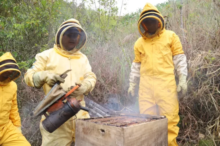 Campesinos se asociaron para preservar las abejas