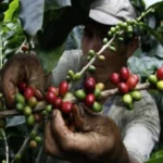 Aumentar exportación de café en Colombia