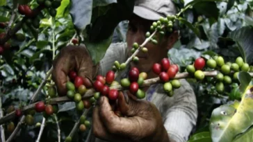 Aumentar exportación de café en Colombia