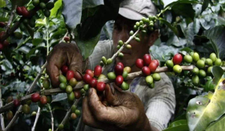 Aumentar exportación de café en Colombia