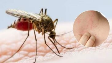 Con 174 casos entre septiembre y octubre, hay alerta por brote de dengue en Armenia