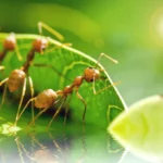 Diferencias entre hormiga reina y obrera