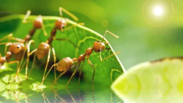 Diferencias entre hormiga reina y obrera