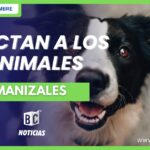 El GARA ayudará a los animales callejeros que se vean afectados por la pólvora en Manizales