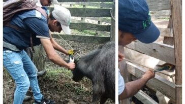 El ICA realizó jornada de identificación de bovinos en zona fronteriza de Arauca