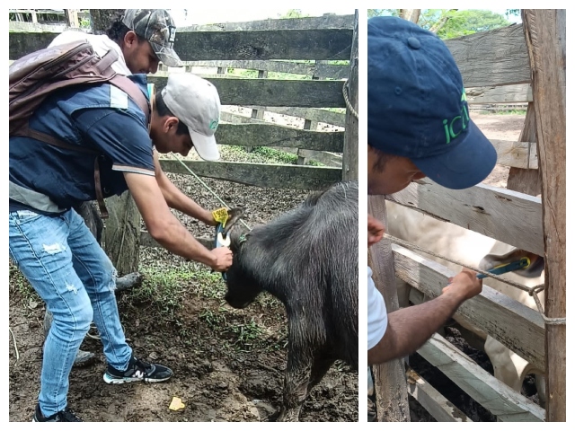 El ICA realizó jornada de identificación de bovinos en zona fronteriza de Arauca