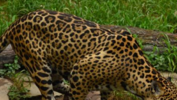El jaguar sigue perdiendo su hábitat en Colombia
