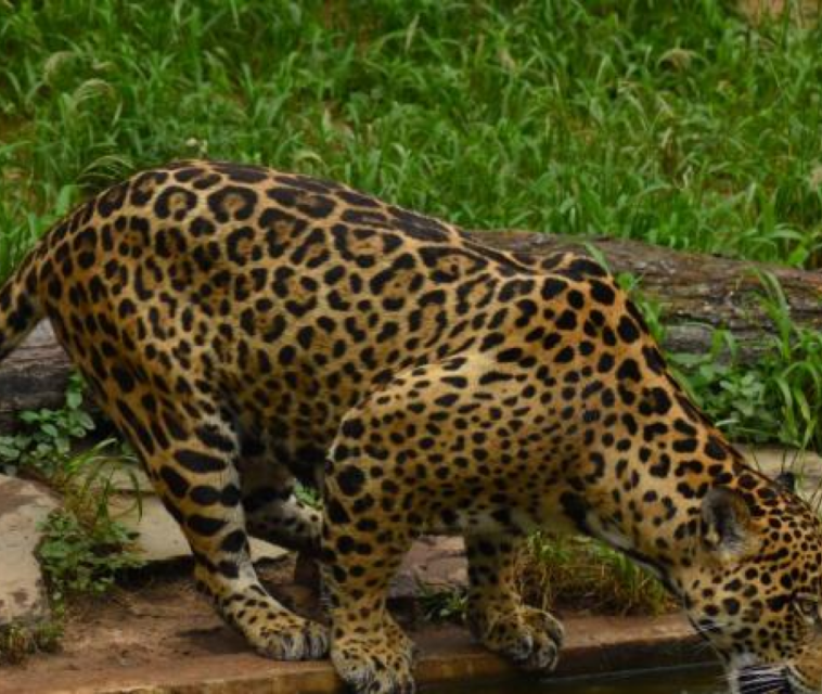 El jaguar sigue perdiendo su hábitat en Colombia