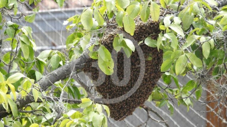 FOTOS Y VIDEO: Panal de abejas causa «terror» en Belén ¿Quién podrá defenderlos?