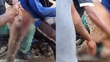 Indignación: campesinos mataron a un puma a machetazos en San Bernardo del Viento