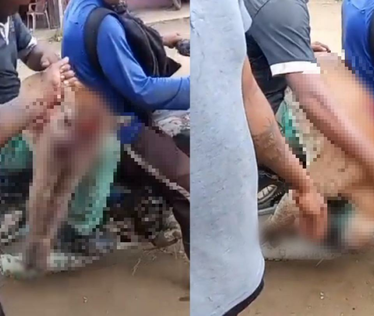 Indignación: campesinos mataron a un puma a machetazos en San Bernardo del Viento