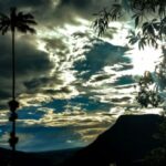 La palma más alta del mundo es la de cera y vive en el Valle del Cocora en Colombia