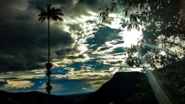 La palma más alta del mundo es la de cera y vive en el Valle del Cocora en Colombia