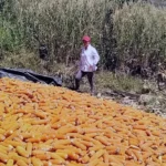 La ‘guerra’ del maíz que ganaron los indígenas del Huila en la Corte