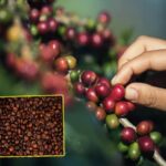 Este renglón productivo es fundamental para la vida económica de Nariño, por cuanto genera alrededor de 31 mil empleos permanentes y más de 1,2 millones de jornales al año durante la cosecha de café.