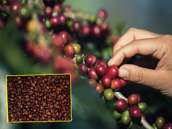Este renglón productivo es fundamental para la vida económica de Nariño, por cuanto genera alrededor de 31 mil empleos permanentes y más de 1,2 millones de jornales al año durante la cosecha de café.
