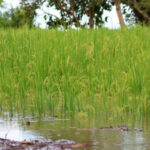 Más de 150 hectáreas de arroz afectadas en Ayapel tras desbordamiento del San Jorge