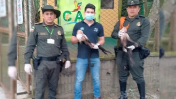 Monos atados en una vivienda fueron rescatados en Planeta Rica