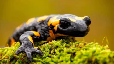 Salamandra: todo sobre este escurridizo animal