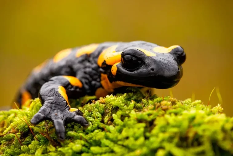 Salamandra: todo sobre este escurridizo animal