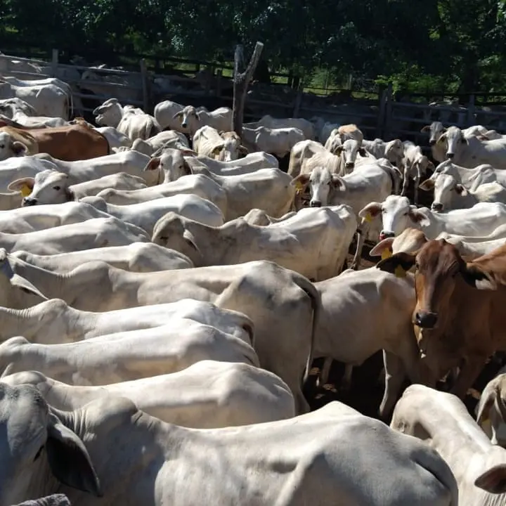 Trasladan ganado al Caquetá por sequía en el Huila