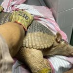 Un ocarro hembra fue rescatado por Cormacarena en Puerto Rico – Meta