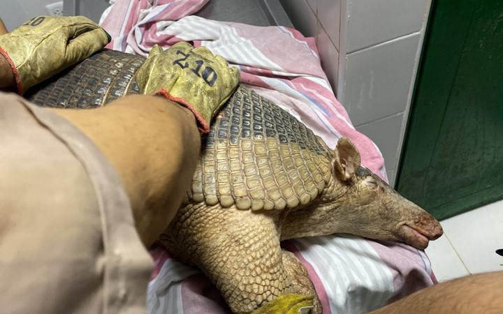Un ocarro hembra fue rescatado por Cormacarena en Puerto Rico – Meta