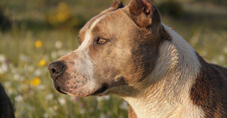 Una niña de dos años murió en Villamaría luego de ser atacada por un perro de raza pitbull