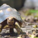 ¡Una belleza! 94 tortugas de la especie Morrocoy, Tigre, Hicotea y Cofre han sido rescatadas