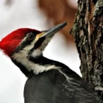 ¿Qué comen los pájaros carpinteros?