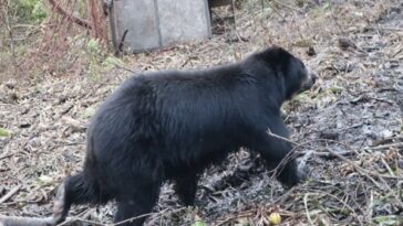 A su llegada a Catam, los osos andinos fueron transportados al Santuario, donde permanecerán varios días para la revisión de su condición médica.