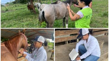 Arauca avanza en la protección sanitaria de sus equinos