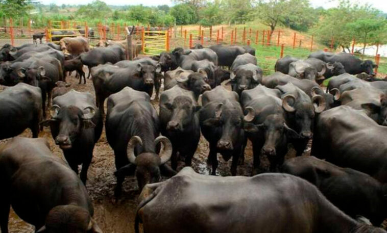 Ataque de búfalos acabó con procesión religiosa en Sabana Nueva