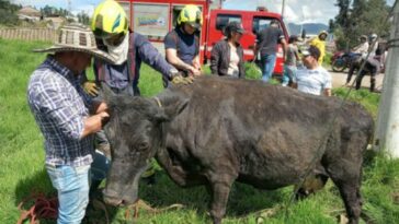 Bomberos rescataron a una vaca que cayo en una alcantarilla en Pasto