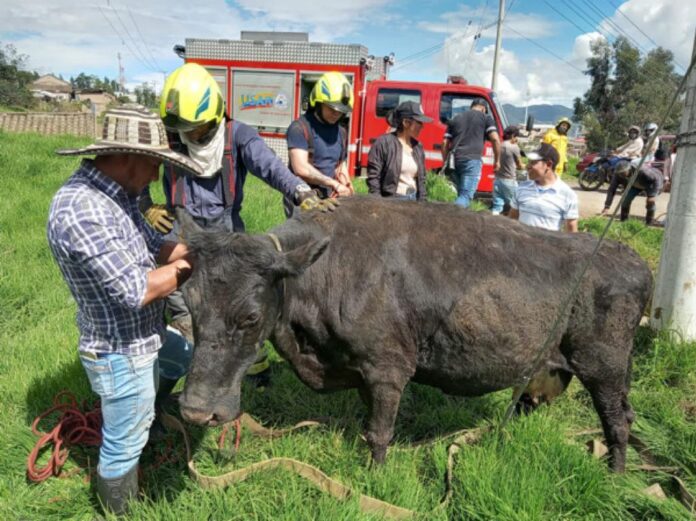 Bomberos rescataron a una vaca que cayo en una alcantarilla en Pasto