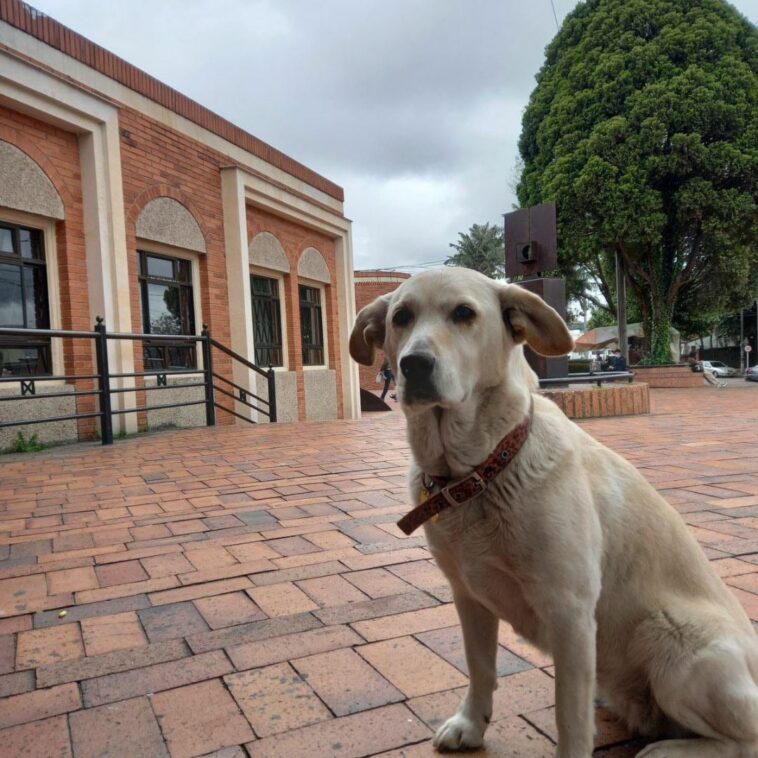 Buscan a Gaia, perrita desaparecida en Puente Aranda La perrita se perdió el pasado 26 de noviembre en inmediaciones del centro comercial Plaza Central.