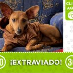 Cacao, el perrito amigable, se perdió en San Javier