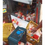 Camión cargado de pollos sufrió volcamiento en el peaje de Tasajera