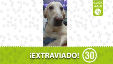 “Charlie” se perdió en Itagüí