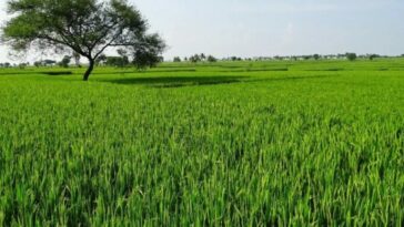 Los cultivadores de arroz en el sur de La Guajira dicen que salieron bien librados en el presente año.