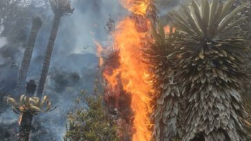 Denuncian voraz incendio en Boyacá que está quemando frailejones del páramo
