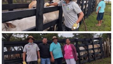 En Arauca, el ICA supervisó la vacunación contra la fiebre aftosa y la brucelosis bovina