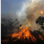 En el 2023 incendios en el Parque Isla Salamanca provocaron pérdidas de 176 hectáreas