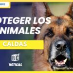 Entregan recomendaciones para proteger a los animales durante las festividades decembrinas